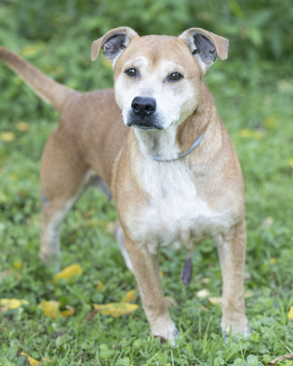 White river humane society fashion dogs