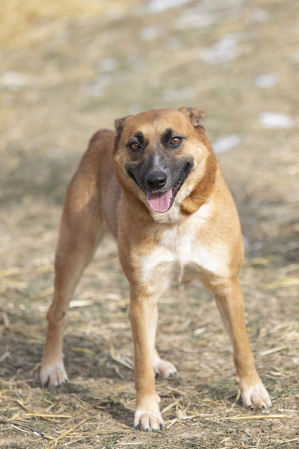 White river humane society fashion dogs