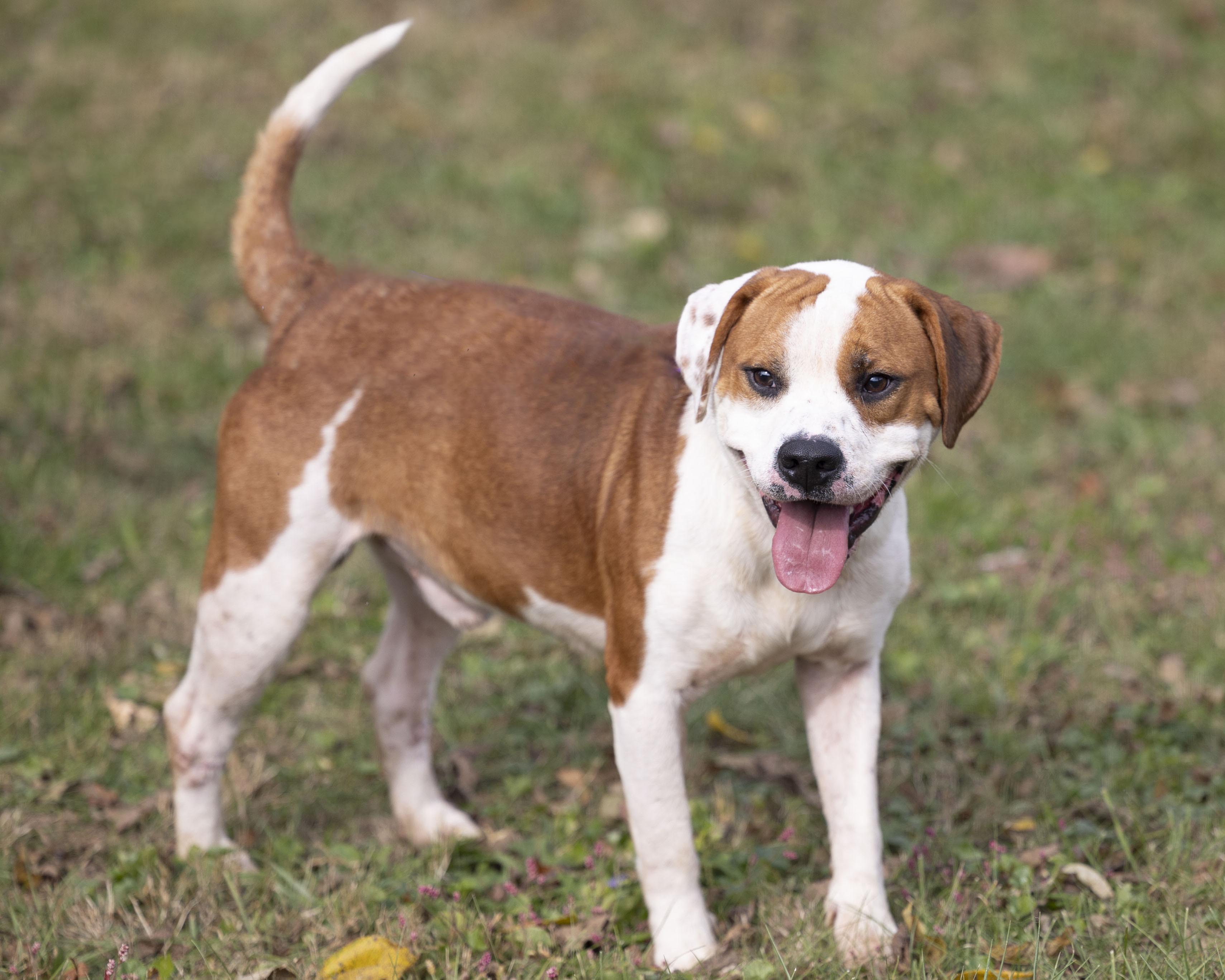 White river humane society fashion dogs