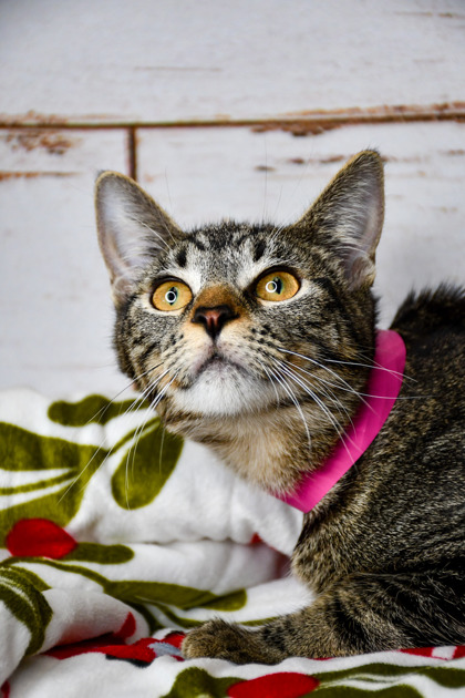Pet Photo