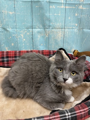Pet Photo