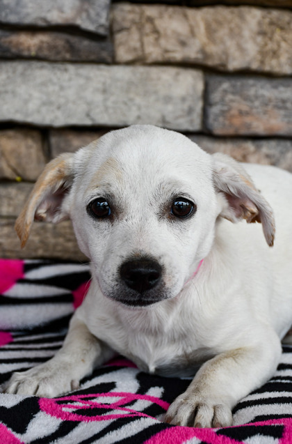 Pet Photo