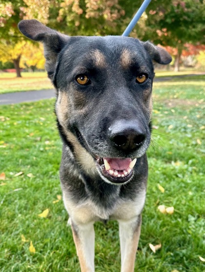 Pet Photo