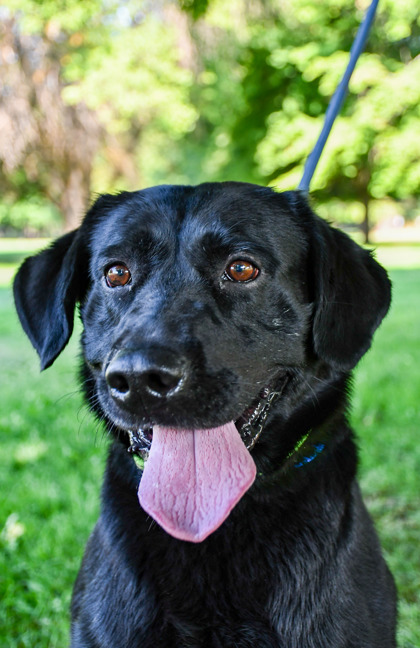 Pet Photo