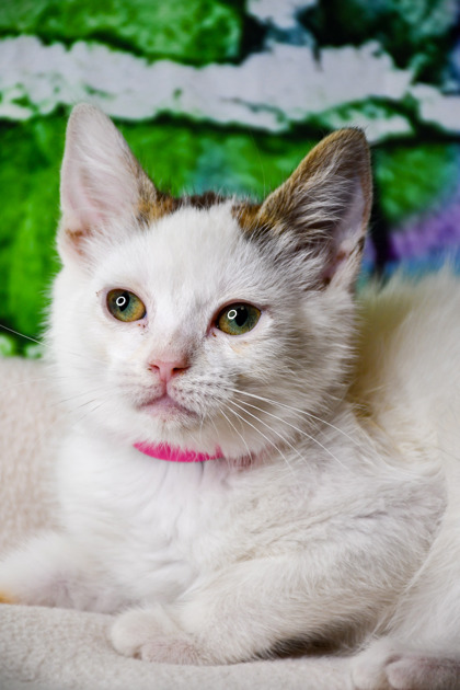Pet Photo