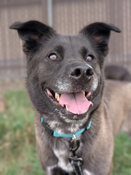 Pet Photo
