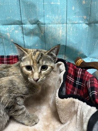 Pet Photo