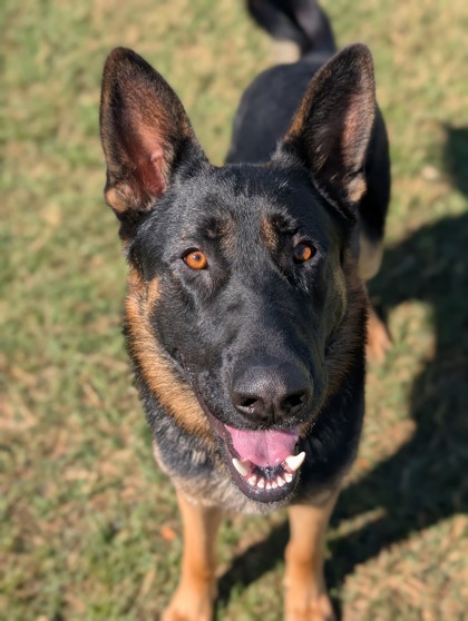 Pet Photo