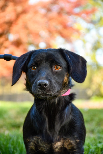 Pet Photo
