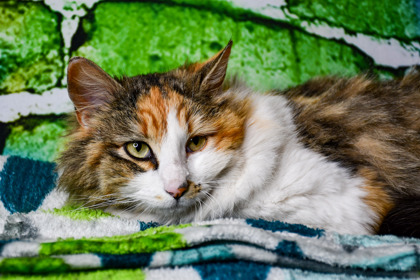 Pet Photo