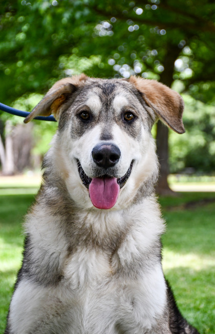Pet Photo
