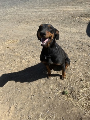 Pet Photo