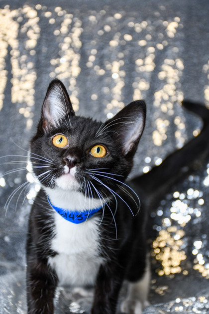 Pet Photo