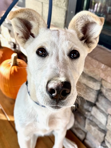 Pet Photo