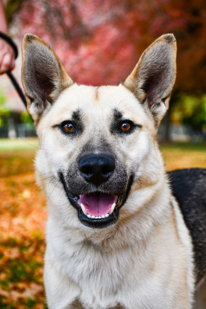 Pet Photo