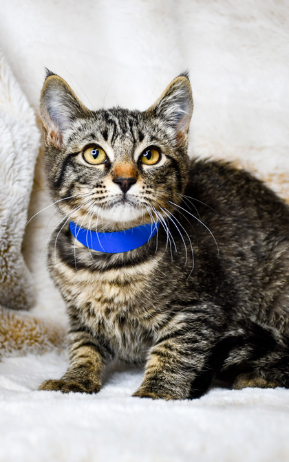 Pet Photo