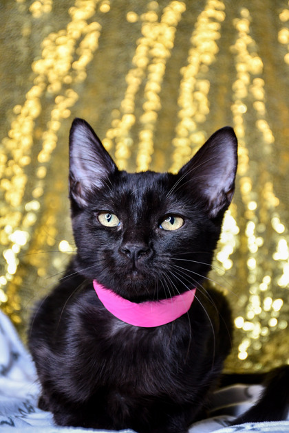 Pet Photo