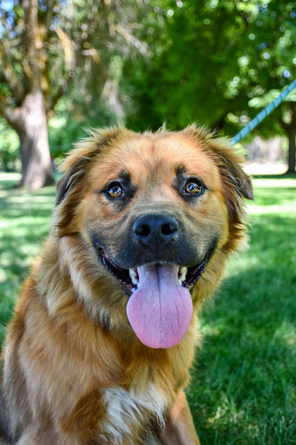 Pet Photo