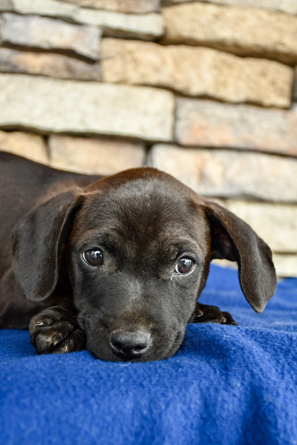 Pet Photo