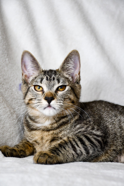Pet Photo