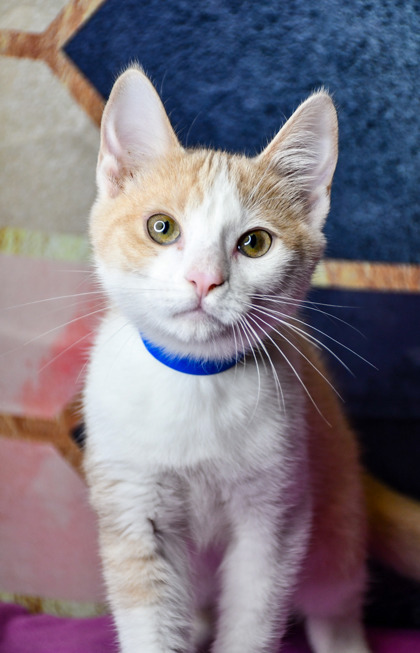 Pet Photo