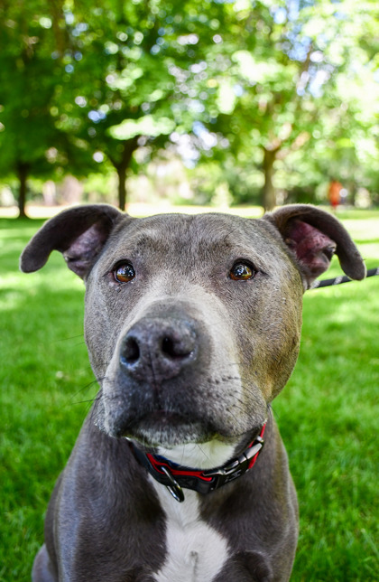 Pet Photo