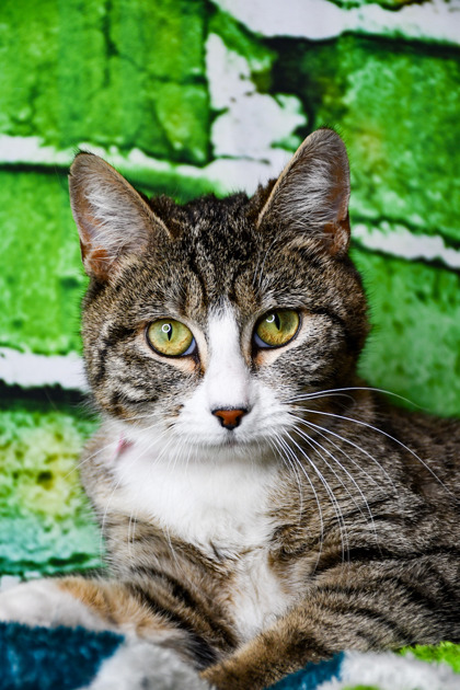 Pet Photo
