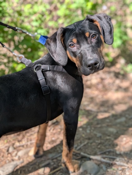 Pet Photo