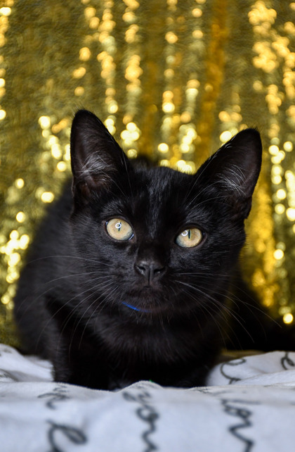 Pet Photo