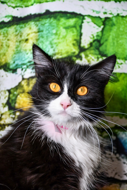 Pet Photo