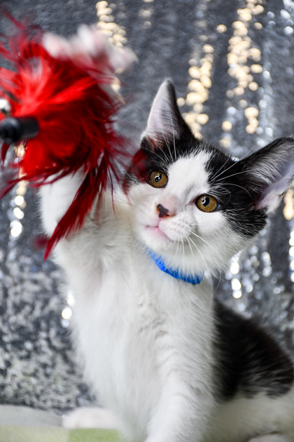 Pet Photo