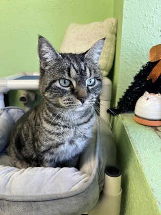 Pet Photo