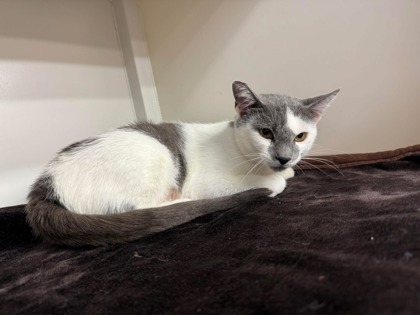 Pet Photo