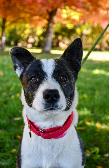Pet Photo