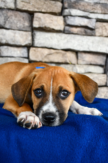 Pet Photo