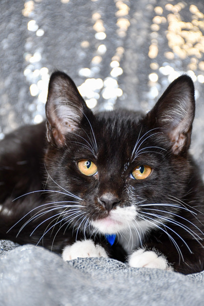 Pet Photo