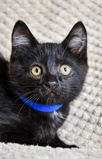 Pet Photo