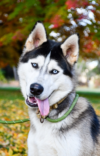 Pet Photo