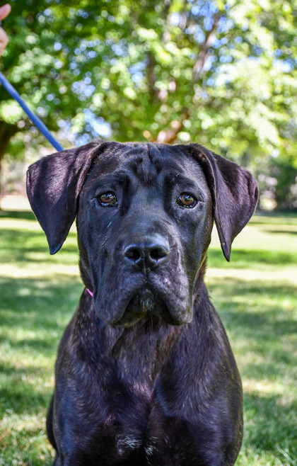 Pet Photo