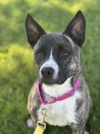 Pet Photo