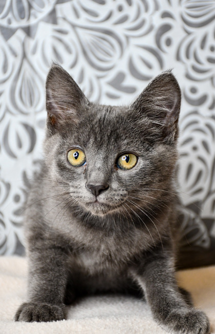 Pet Photo