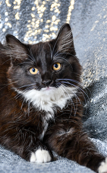 Pet Photo