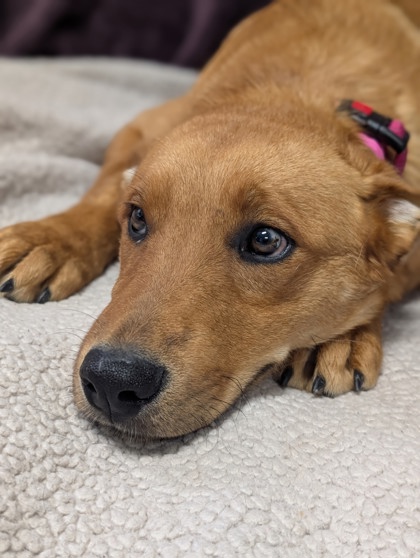 Pet Photo