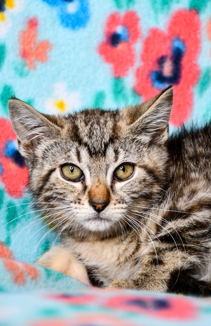Pet Photo