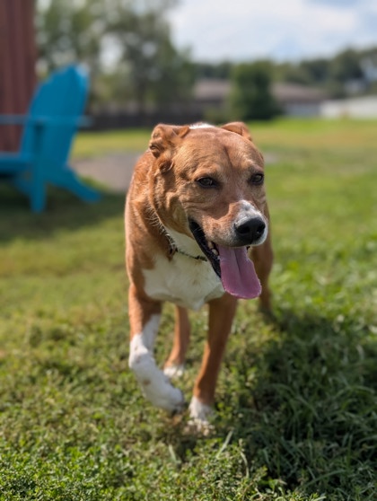 Pet Photo