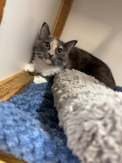 Pet Photo