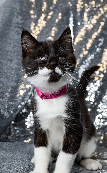 Pet Photo