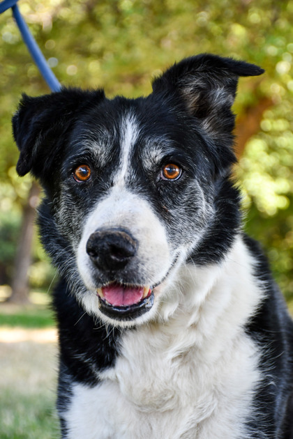 Pet Photo