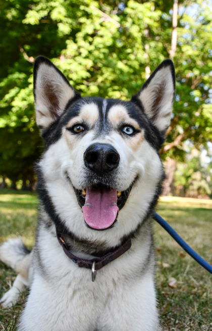 Pet Photo