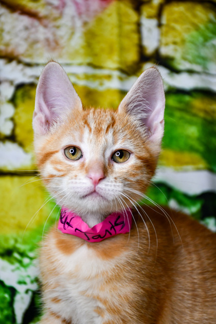 Pet Photo
